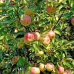 Extern: Sommerfest der Netzwerkgemeinde Erfurt